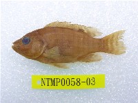 藏品(吉利慈鯛)的圖片